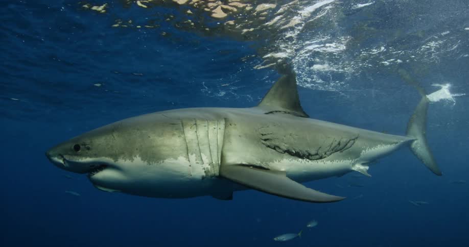 A shark and other fish are swimming near the ocean's surface