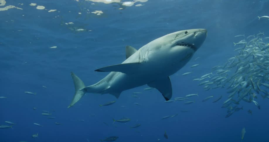 A group of fish swimming around a shark