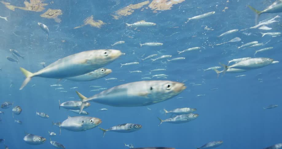 A school of fish are swimming along the surface of the ocean