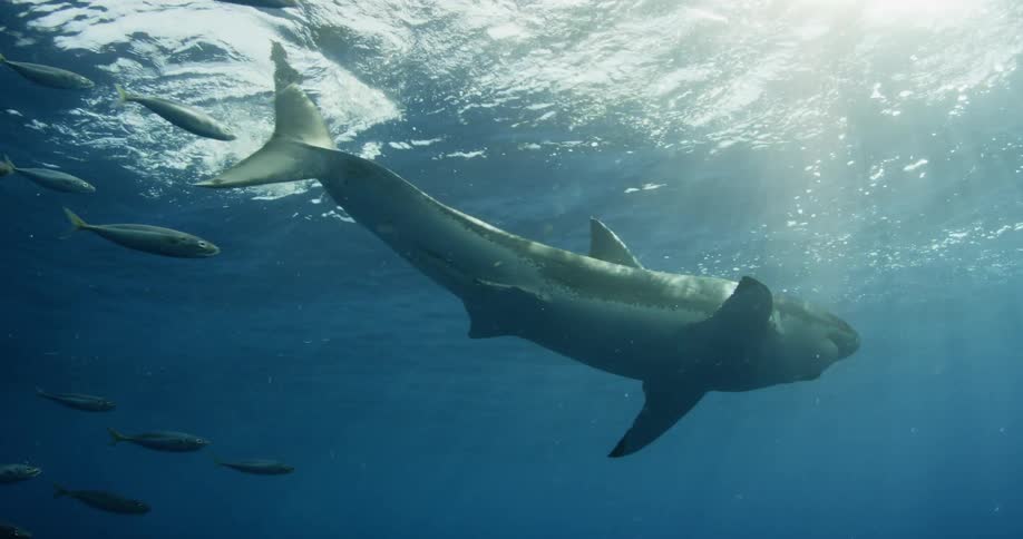 A shark swims close to the surface of the water