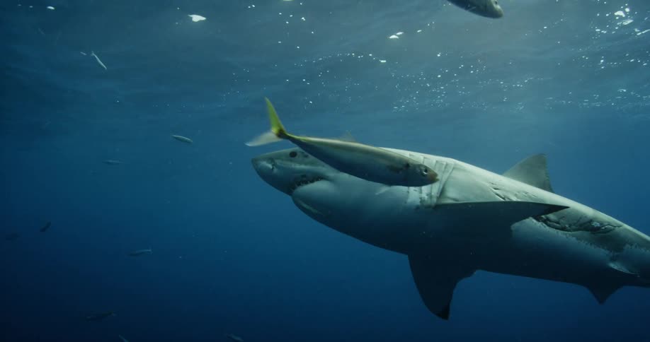 A shark swims in the blue ocean water
