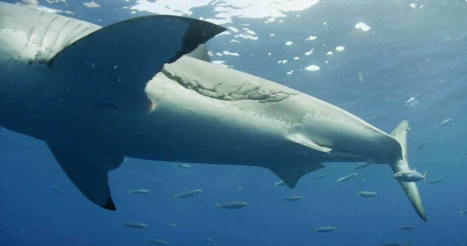 A shark swimming slowly near the top and through a school of fish