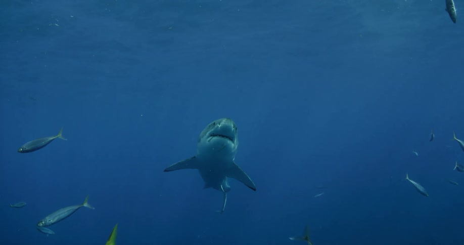 Fish and a shark swim in the ocean