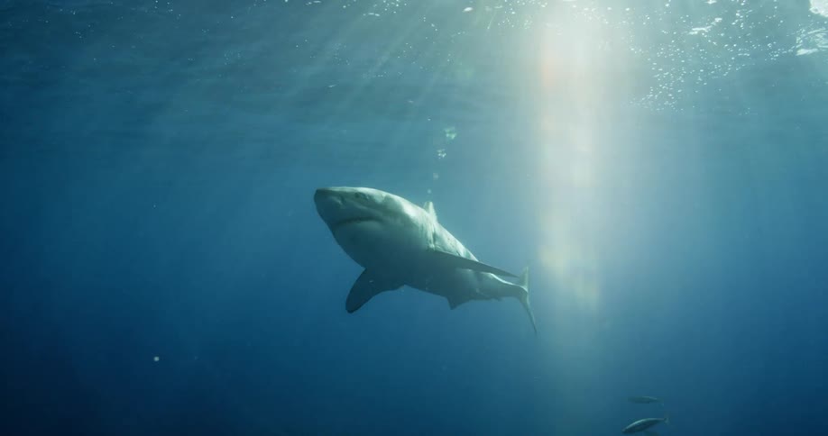 A shark is swimming above a diver