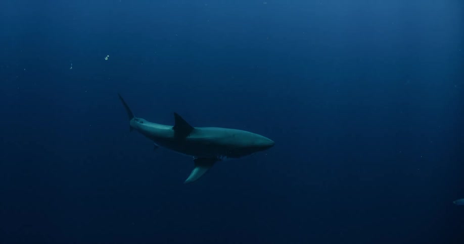 The water is dark and a shark is swimming ahead