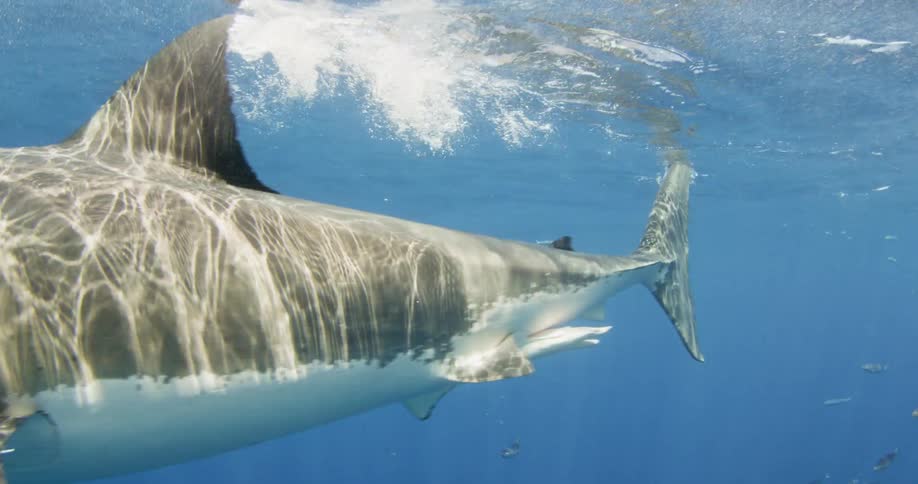 Shark and fish swimming just beneath surface of ocean water