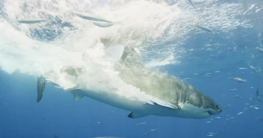 A shark dives and chomps looking for food