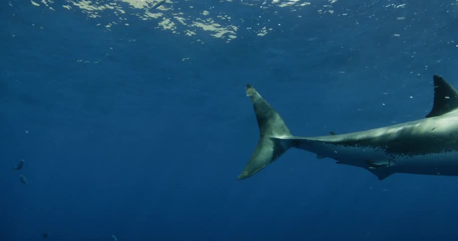 Shark swimming just below the surface of the water