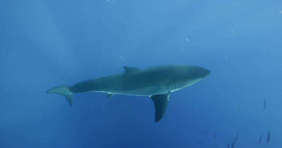 Shark swimming slowly through the water
