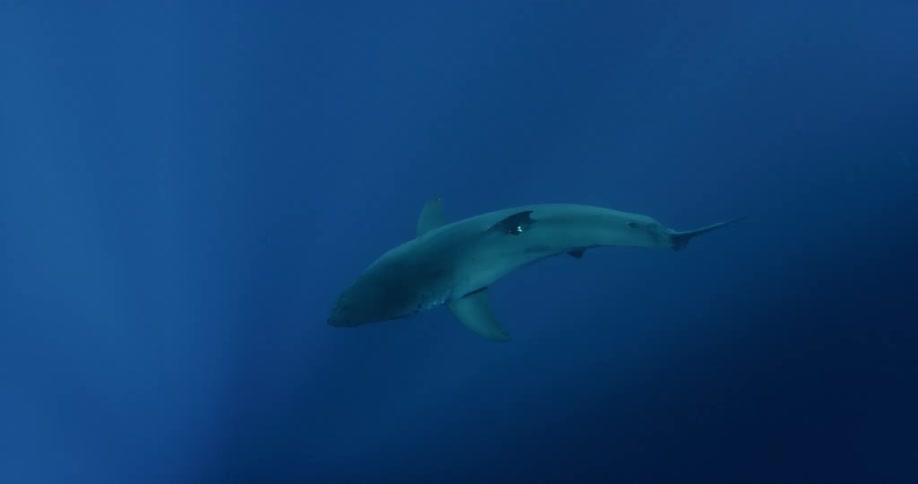 A shark swims in murky ocean water