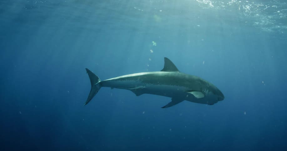 Shark swimming in dark ocean water