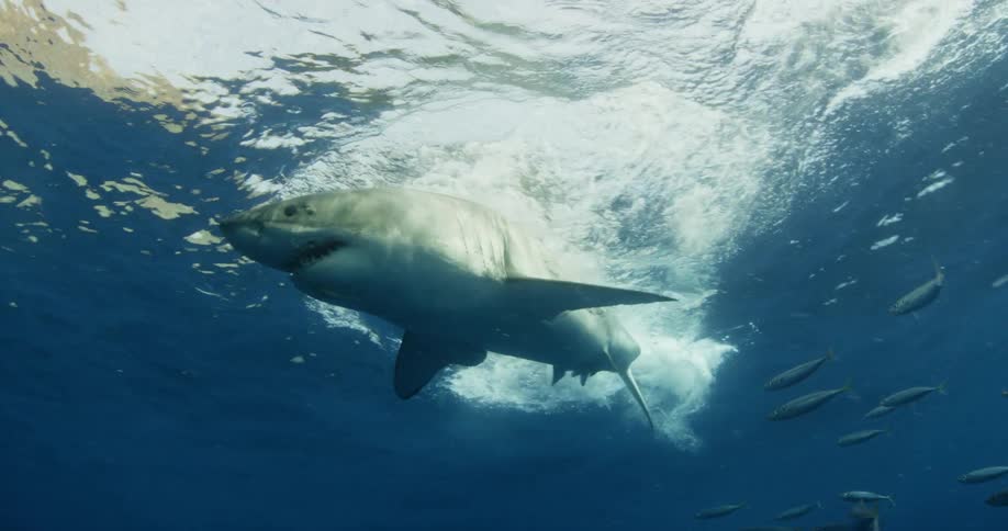 A school of fish swims near a large shark