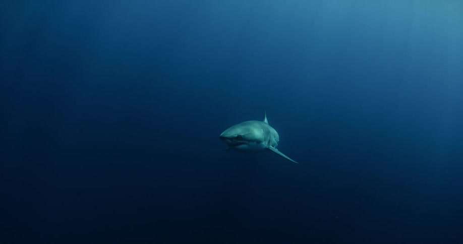 A shark is swimming in dark ocean waters