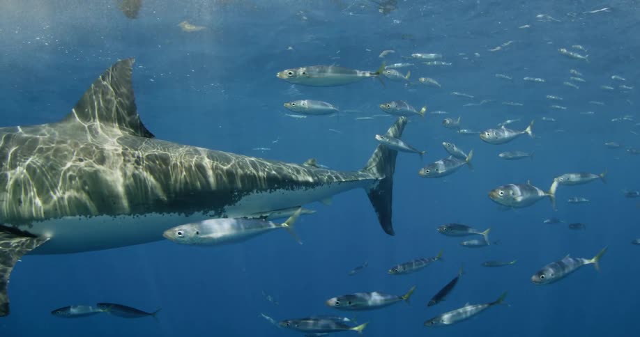 Shark and fish swimming in ocean water