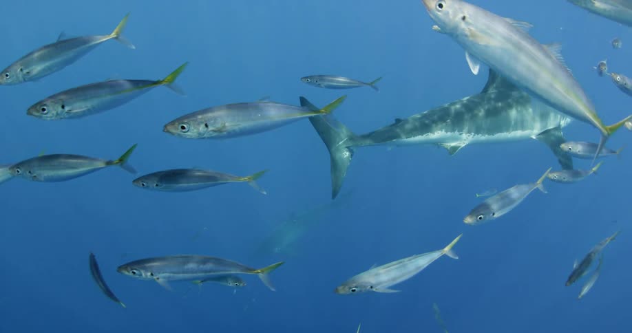 Shark and fish swimming in ocean water
