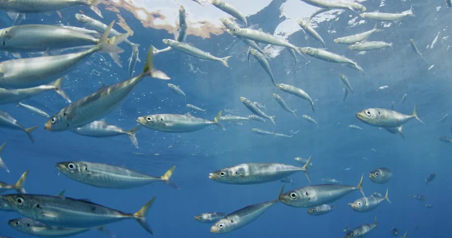 Fish swim near the surface of the ocean
