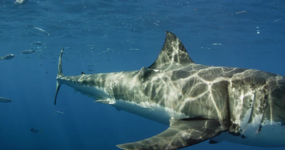 A shark swimming towards and then past the camera