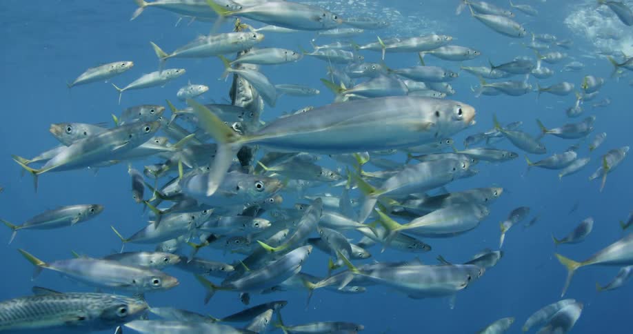 A really large school of fish swimming around bait hanging from a rope