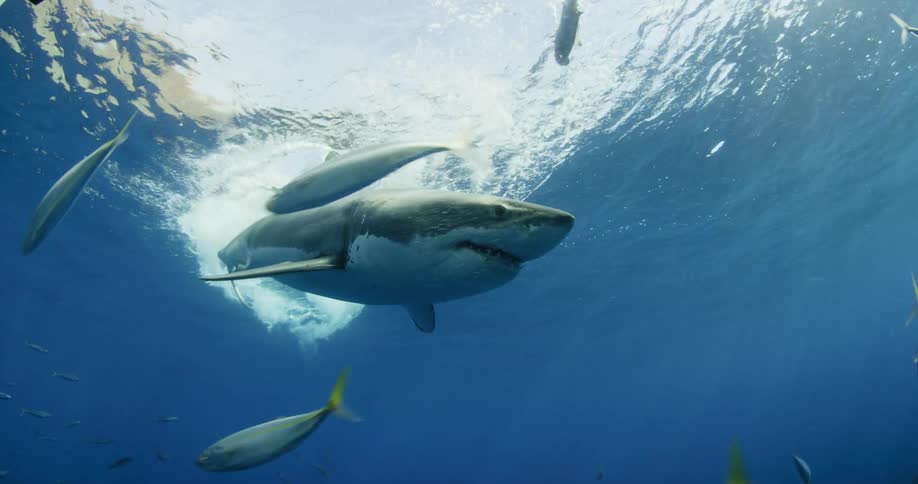 A shark chases fish bait on a line and then swims away
