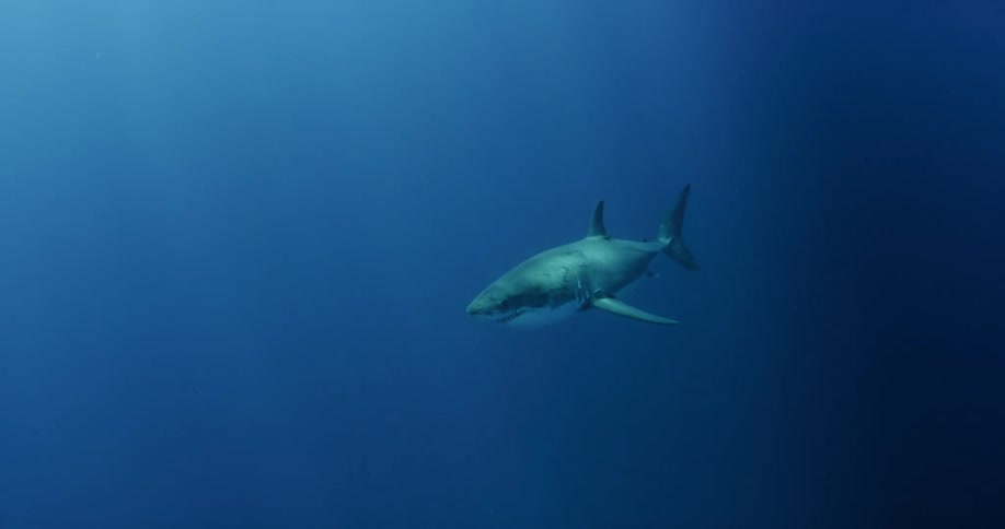 A single shark swims in the darkness of the water