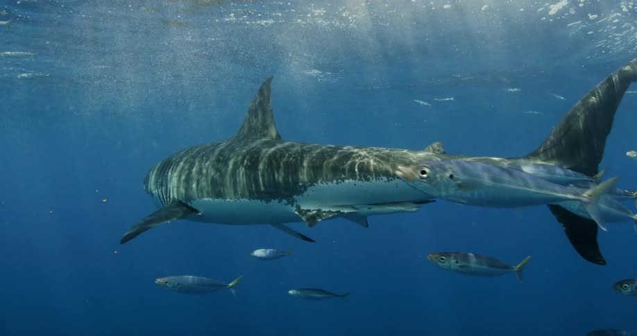 Shark and fish swimming in ocean water