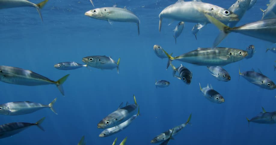 A group of small fish surround a diver
