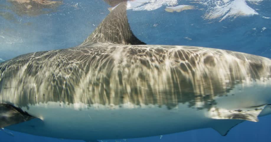 A shark swims through blue ocean water