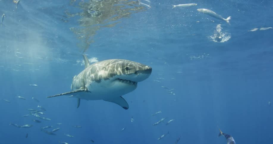 Fish and a shark swim in the ocean