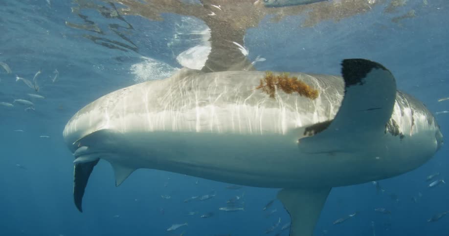 A shark and other fish are swimming near the ocean's surface