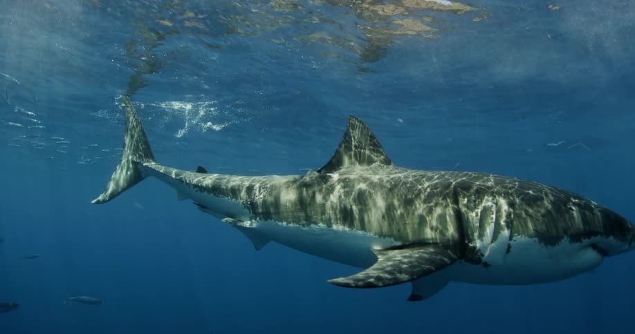 A shark swims near the surface of the ocean
