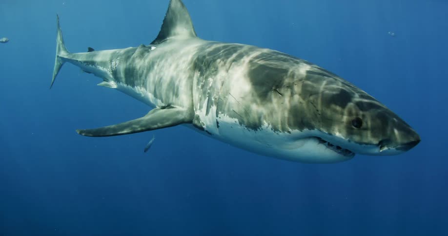 A shark swims in the ocean near a school of fish