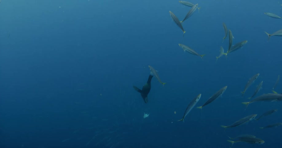 A sea lion is swimming through a school of fish in dark water