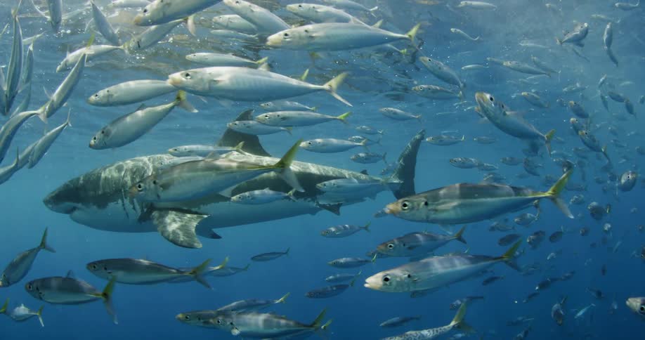 A shark swims with many other fish around it