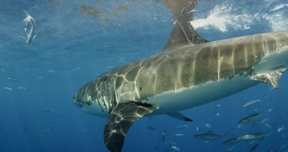 A shark swims in the midst of small fish