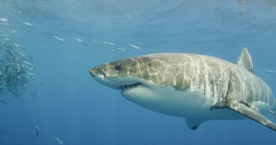 A shark swims in the blue ocean water near a school of fish