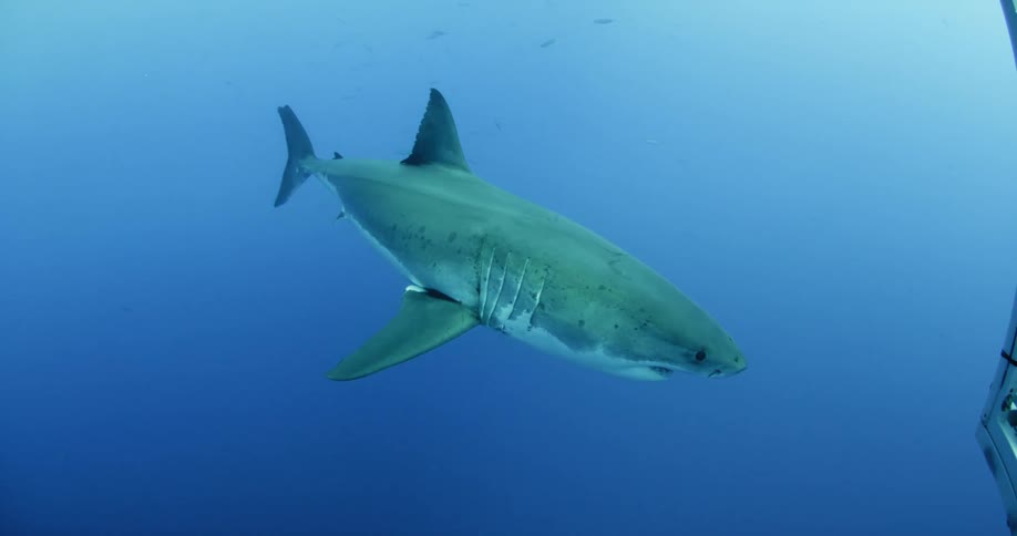 A shark swims in the blue ocean water
