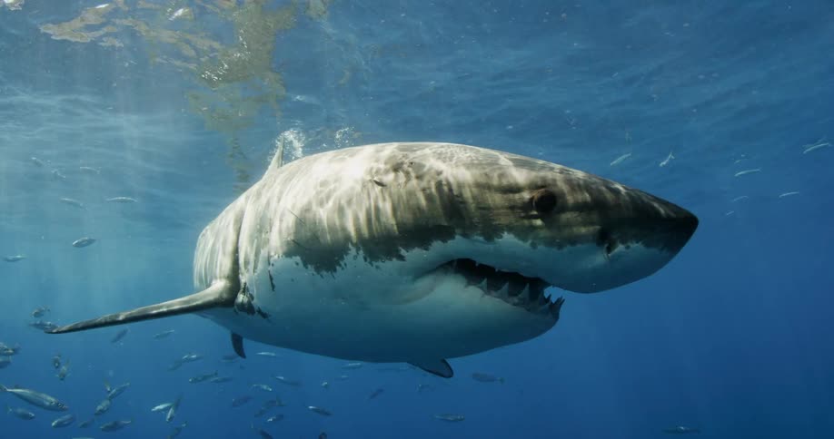 Shark and fish swimming just beneath surface of ocean water