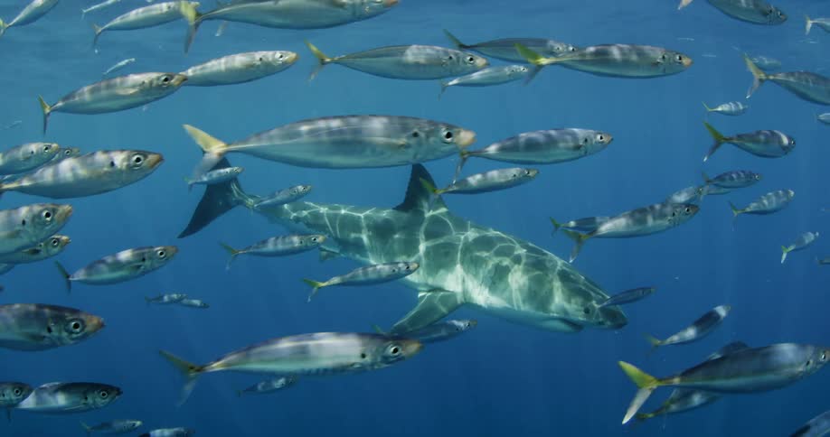 A school of fish swim around a shark in the ocean