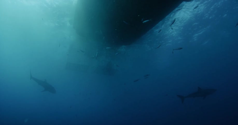 Sharks and a variety of fish are swimming below a boat