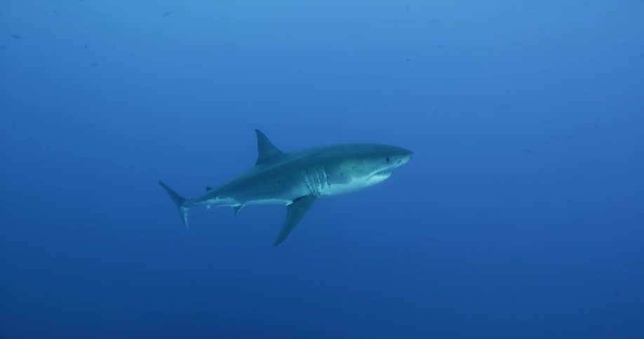 A shark is swimming in the ocean