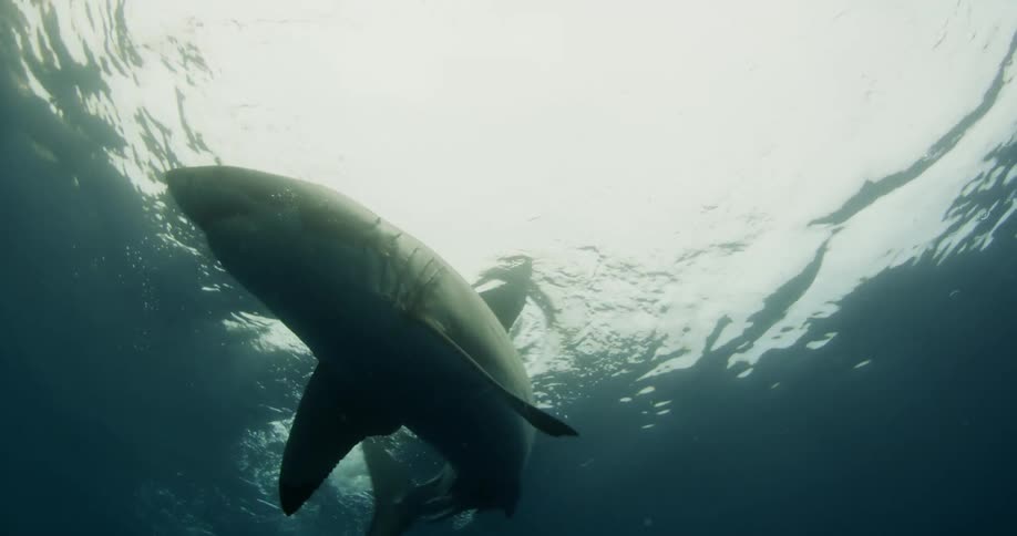 A shark is splashing the water above