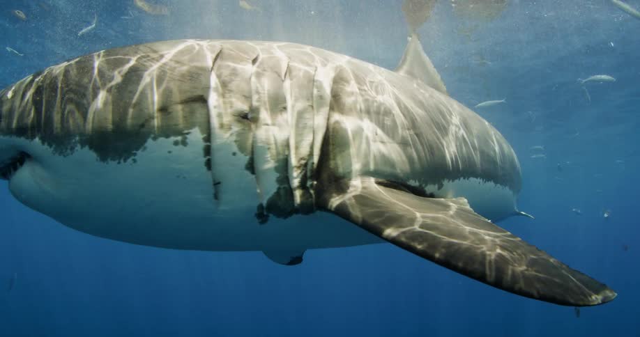 A shark swims in the water with fish all around