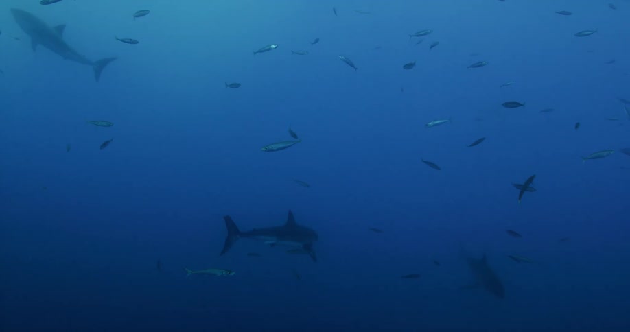 A diver is filming a bunch of sharks and fish that are in the distance
