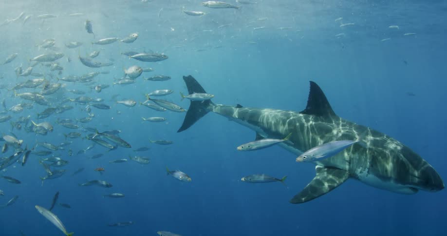 A shark swims through a school of fish