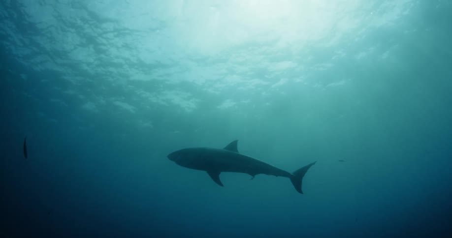 A shark swims in the water towards under the light