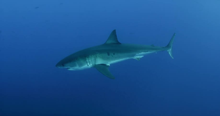 A shark swims in the blue ocean water