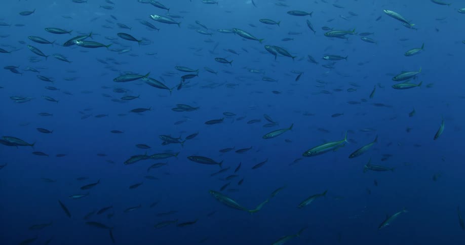 A slow motion shot of a school of fish