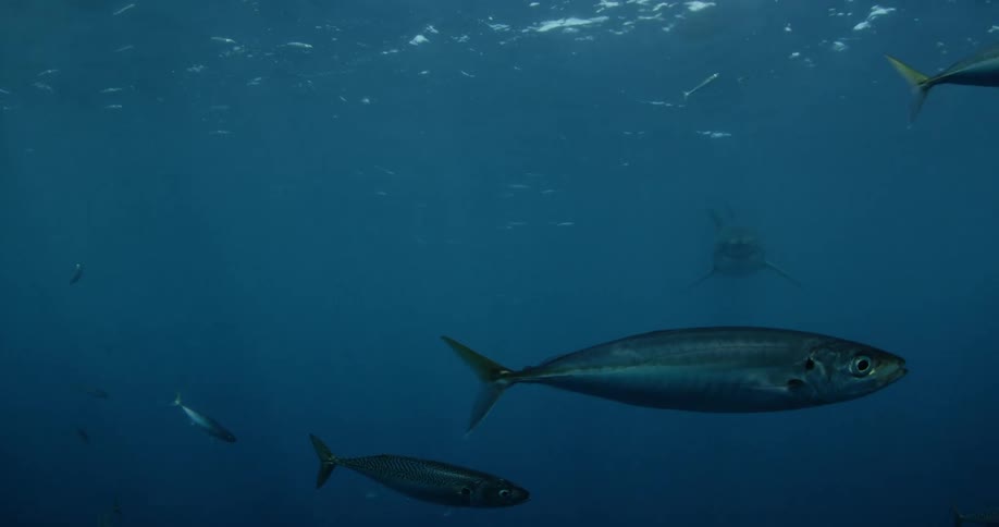 A school of fish in the ocean