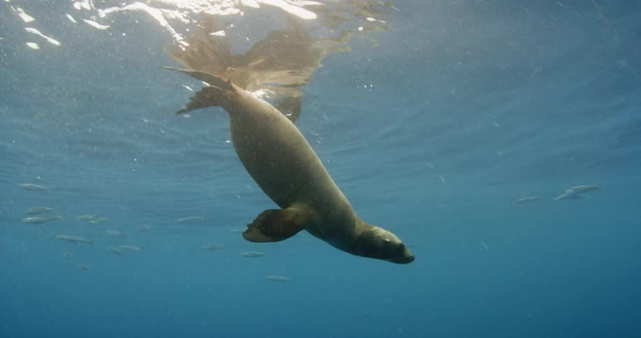 A seal is playing beneath the ocean near the water's surface