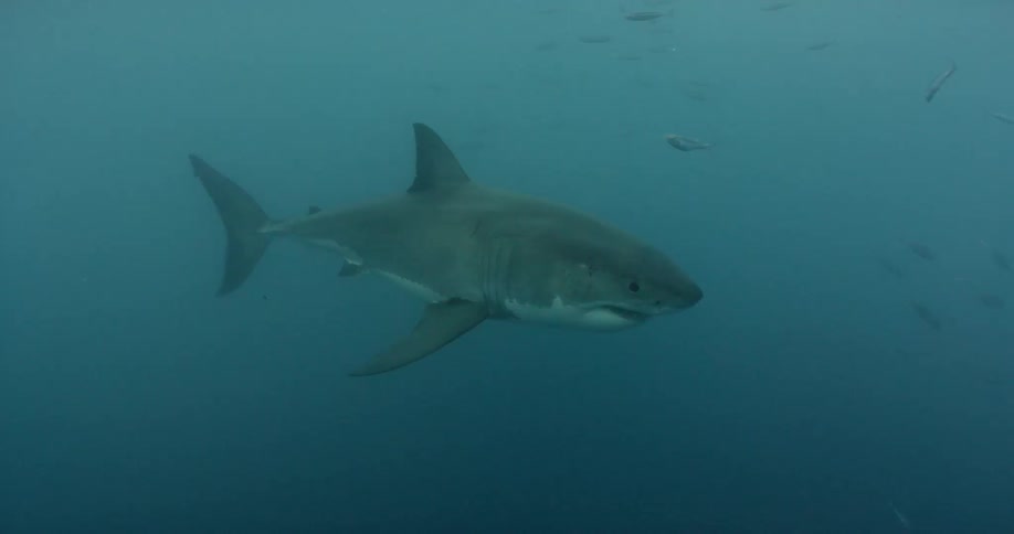 A shark swims in the sea